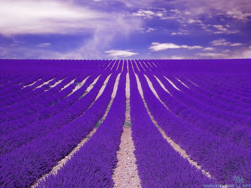 Lavender Field Rows — Purple, Serene, Afternoon, Photograph, Sky, Clouds