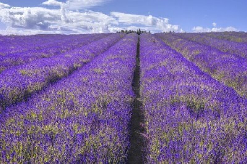 Lavender Field Rows — Purple, Serene, Afternoon, Photograph, Sky, Clouds, Trees