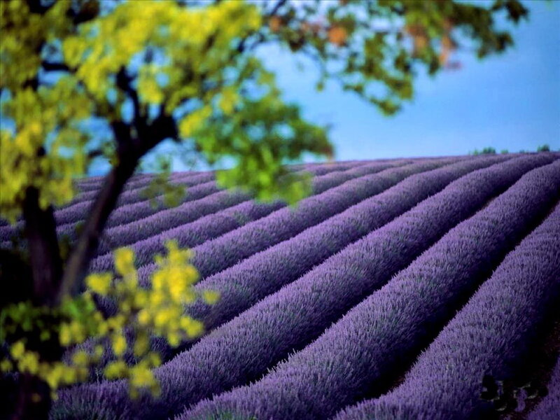 Lavender Field Rows — Purple, Serene, Afternoon, Photograph