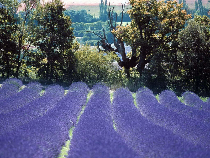 Lavender Field Rows — Purple, Serene, Afternoon, Photograph, Trees, Hills