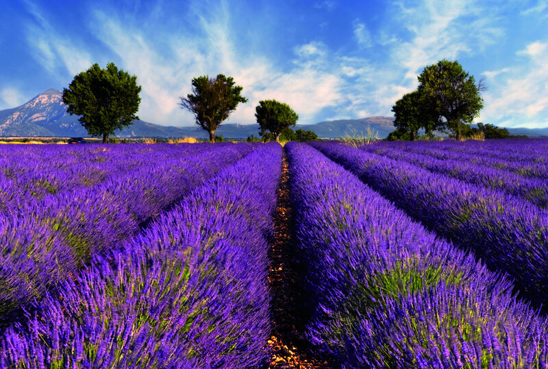 Lavender Field Rows — Purple, Serene, Afternoon, Photograph, Trees, Mountains