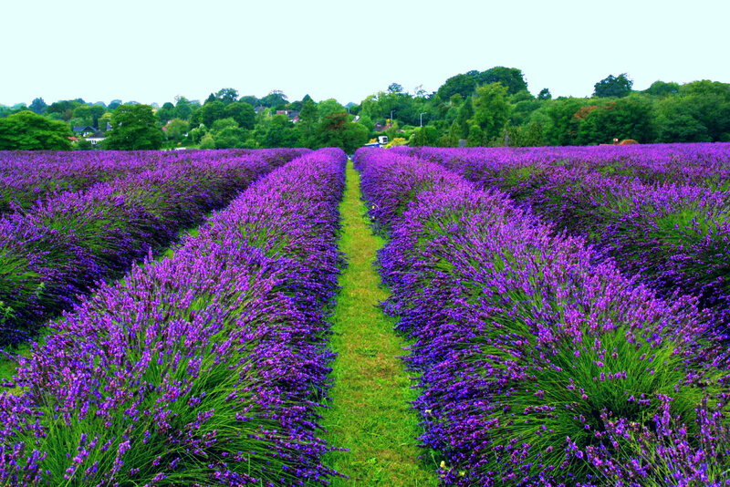 Lavender Field Rows — Purple, Serene, Afternoon, Photograph, Trees, Path