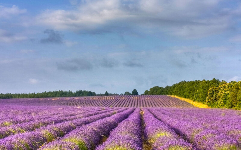Lavender Field Rows — Purple, Serene, Afternoon, Photograph, Trees, Sky, Clouds