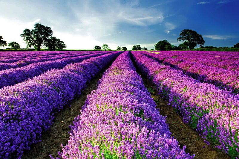 Lavender Field Rows — Purple, Serene, Afternoon, Photograph, Trees, Sky, Path