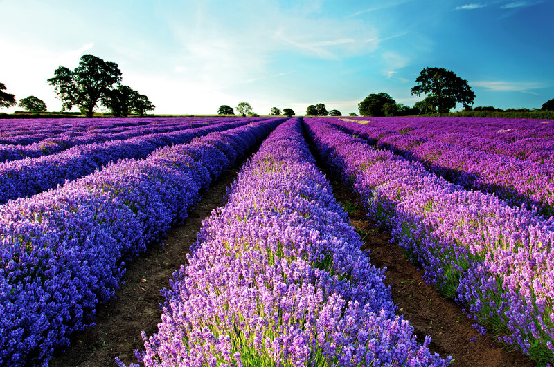 Lavender Field Rows — Purple, Serene, Afternoon, Photograph, Trees
