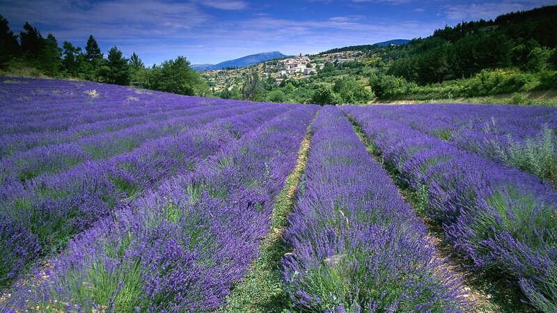 Lavender Field Rows — Purple, Serene, Afternoon, Photograph, Village