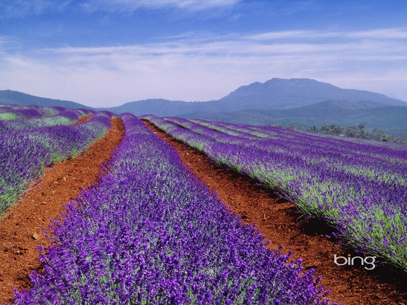 Lavender Field Rows — Purple, Serene, Afternoon