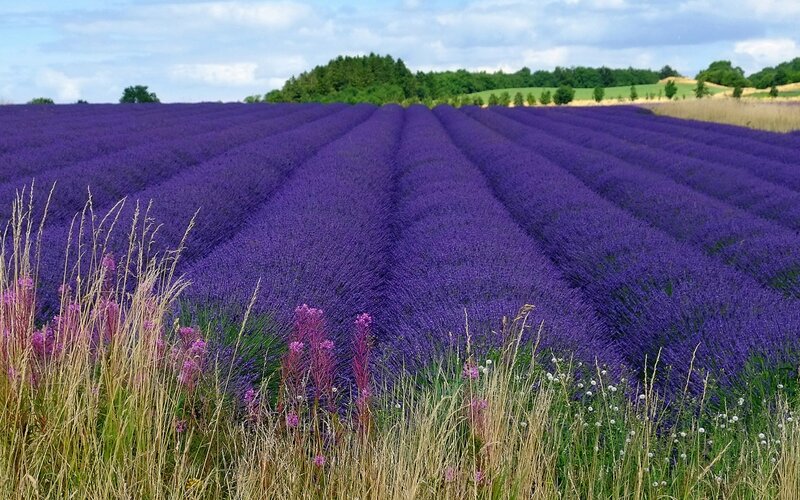 Lavender Field Rows — Purple, Serene, Summer, Photograph