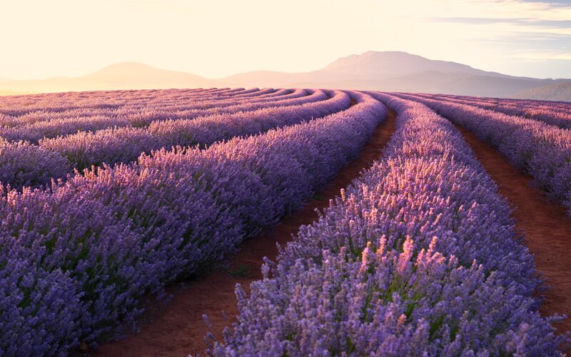 Lavender Field Rows — Purple, Serene, Sunset, Photograph, Mountains, Dirt Path