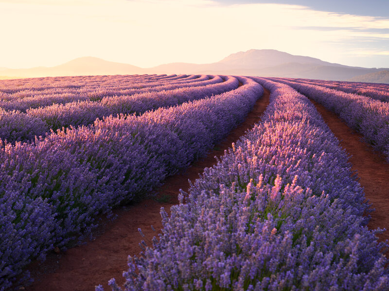 Lavender Field Rows — Purple, Serene, Sunset, Photograph, Mountains, Dirt Paths