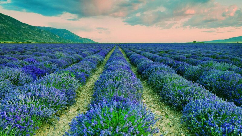 Lavender Field Rows — Purple, Serene, Sunset, Photograph, Mountains, Sky, Path