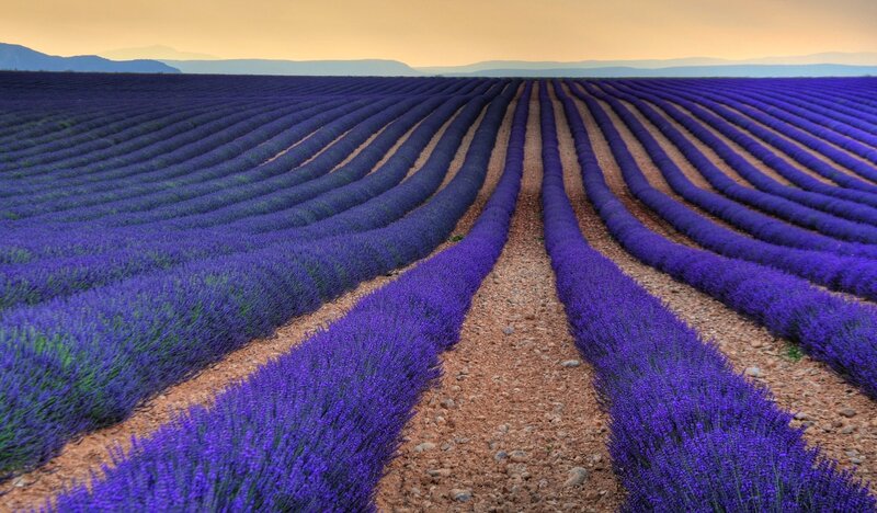 Lavender Field Rows — Purple, Serene, Sunset, Photograph, Mountains, Sky