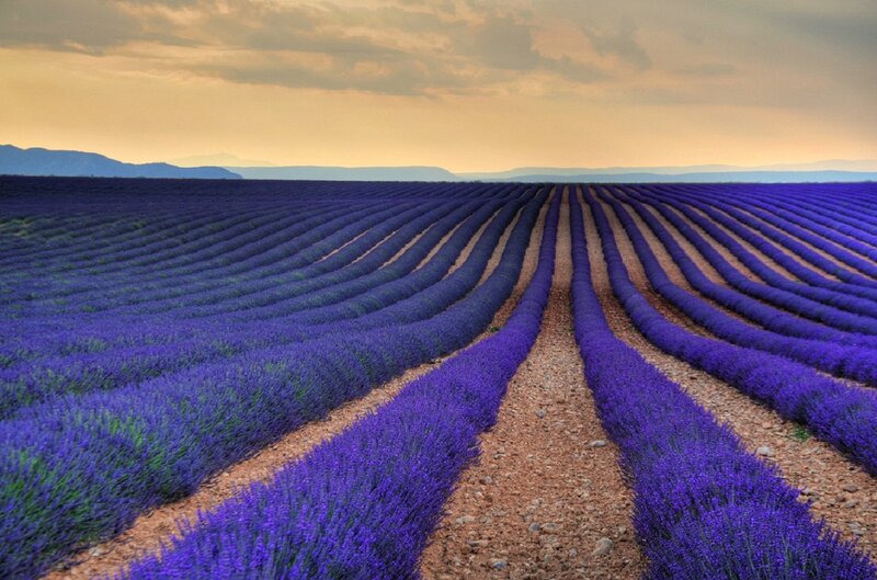 Lavender Field Rows — Purple, Serene, Sunset, Photograph, Mountains