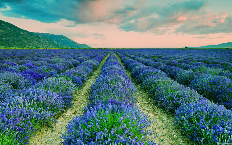 Lavender Field Rows — Purple, Serene, Sunset, Photograph