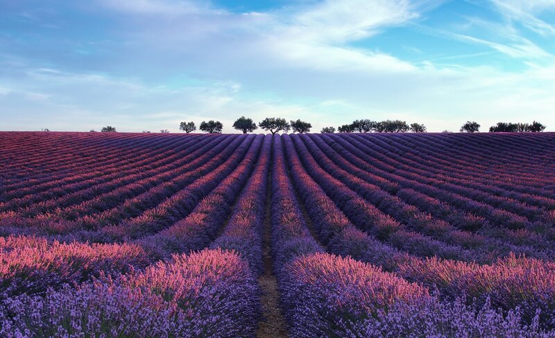 Lavender Field Rows — Purple, Serene, Sunset, Photograph, Trees