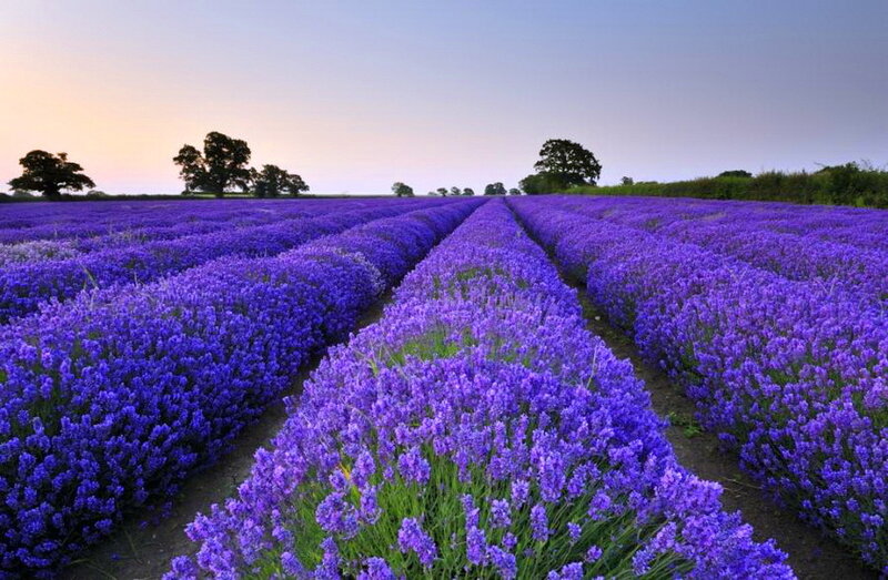 Lavender Field Rows — Purple, Serene, Sunset
