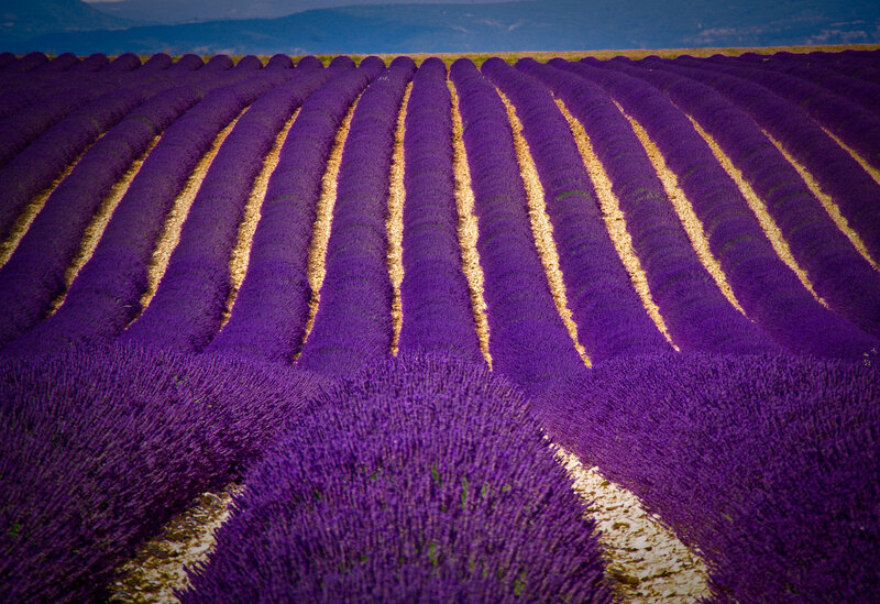 Lavender Field Rows — Purple, Serene