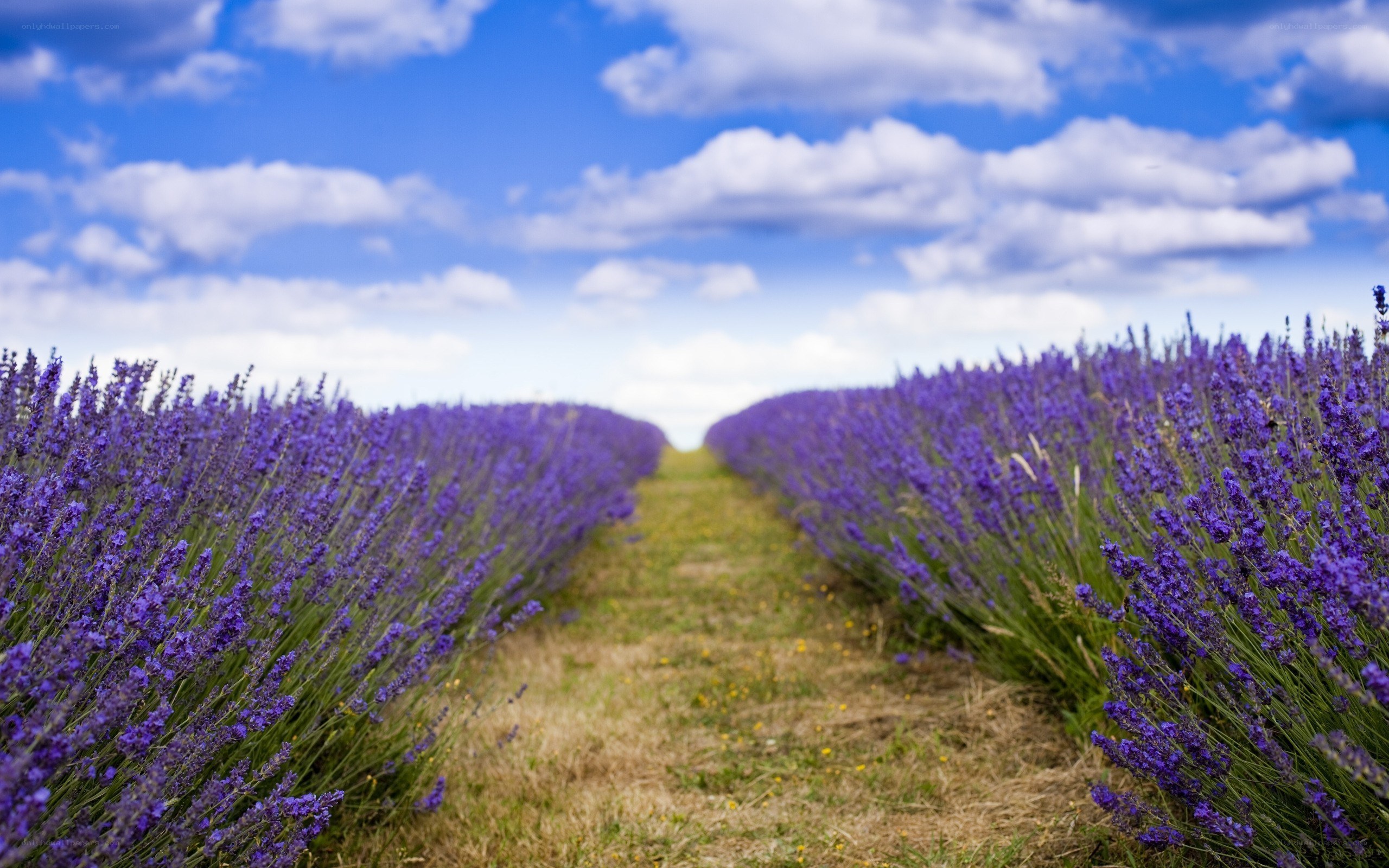 Lavender field under blue sky