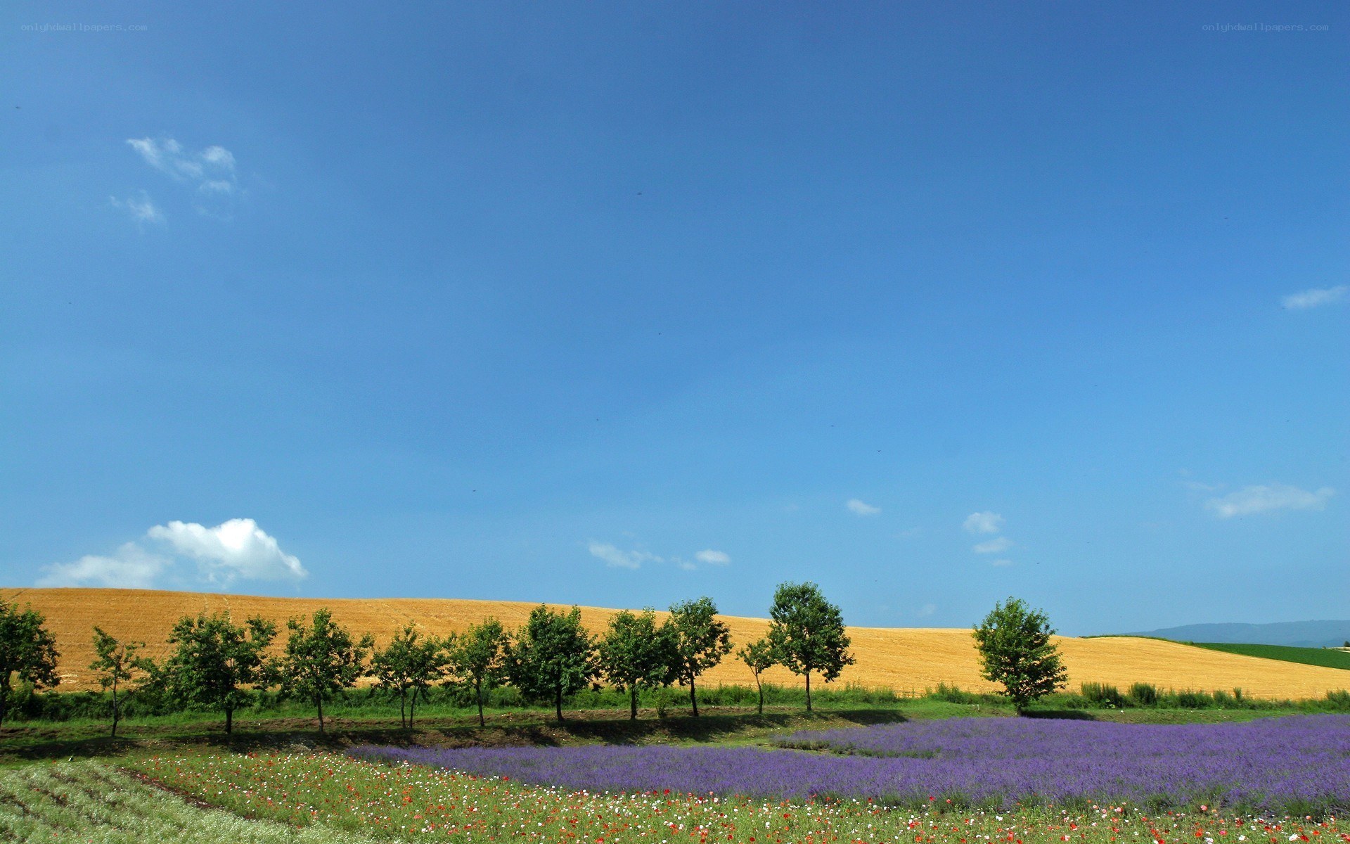 Lavender field under blue sky
