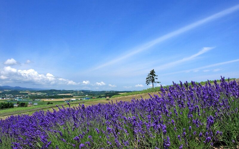 Lavender field under blue sky