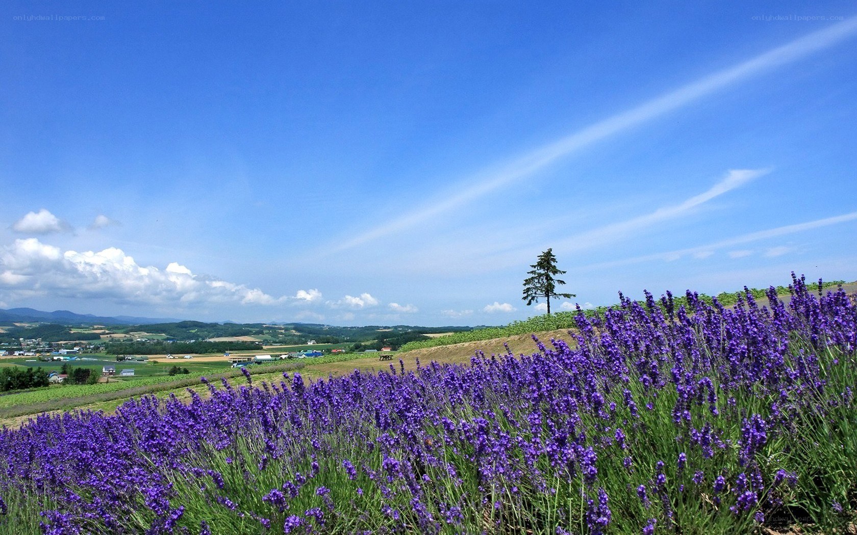 Lavender field under blue sky