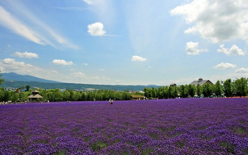 Lavender field under blue sky