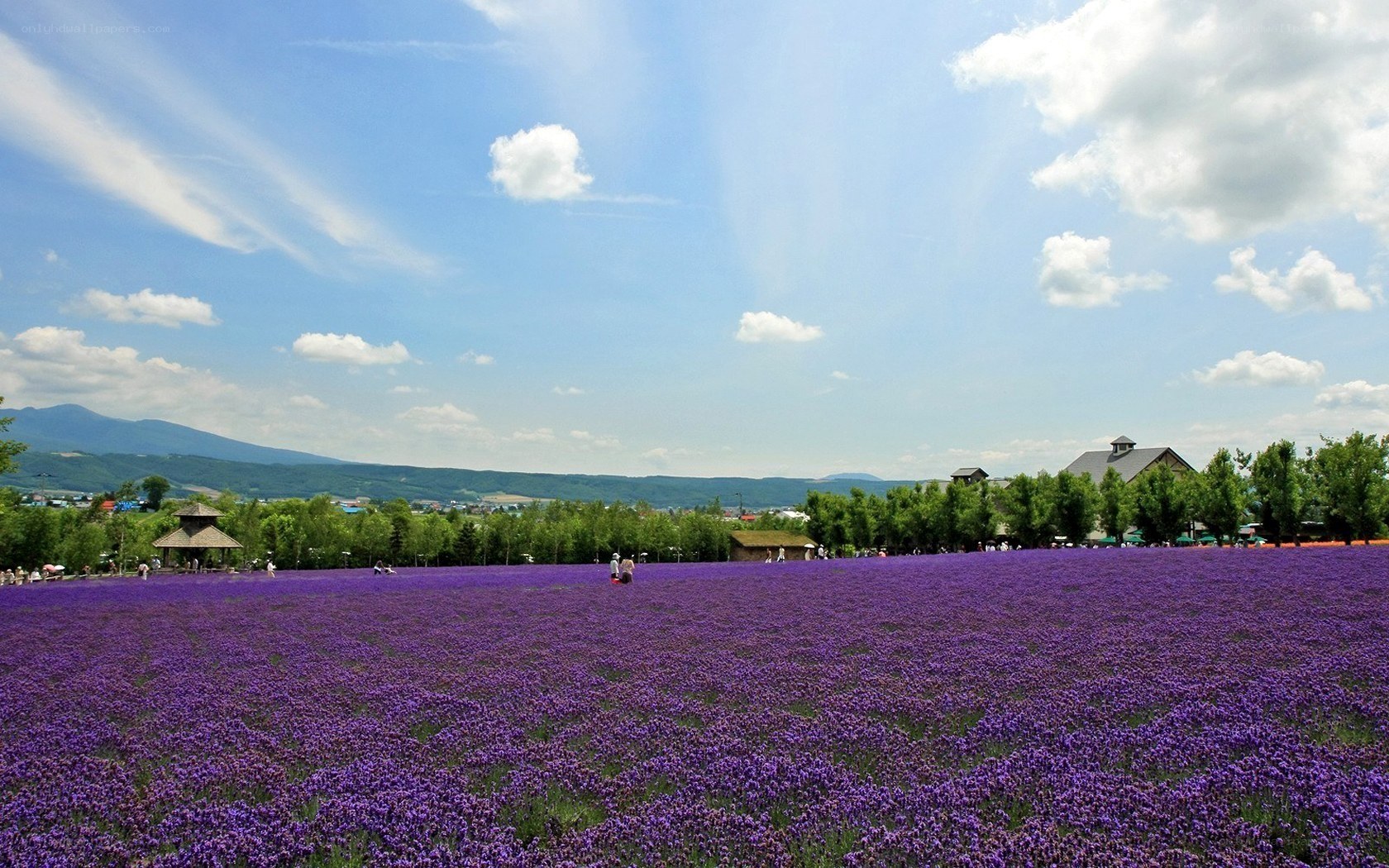 Lavender field under blue sky