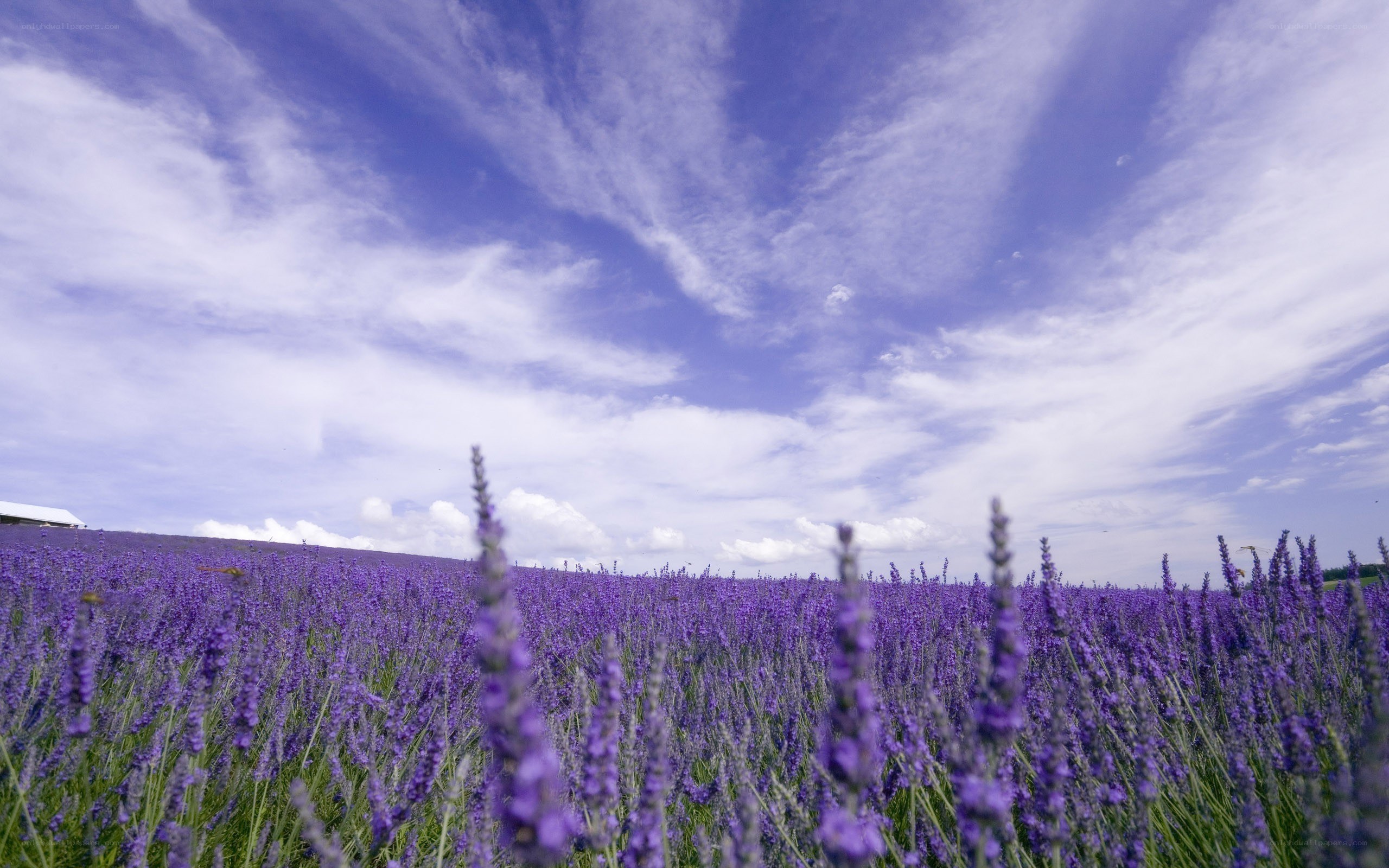 Lavender field under blue sky