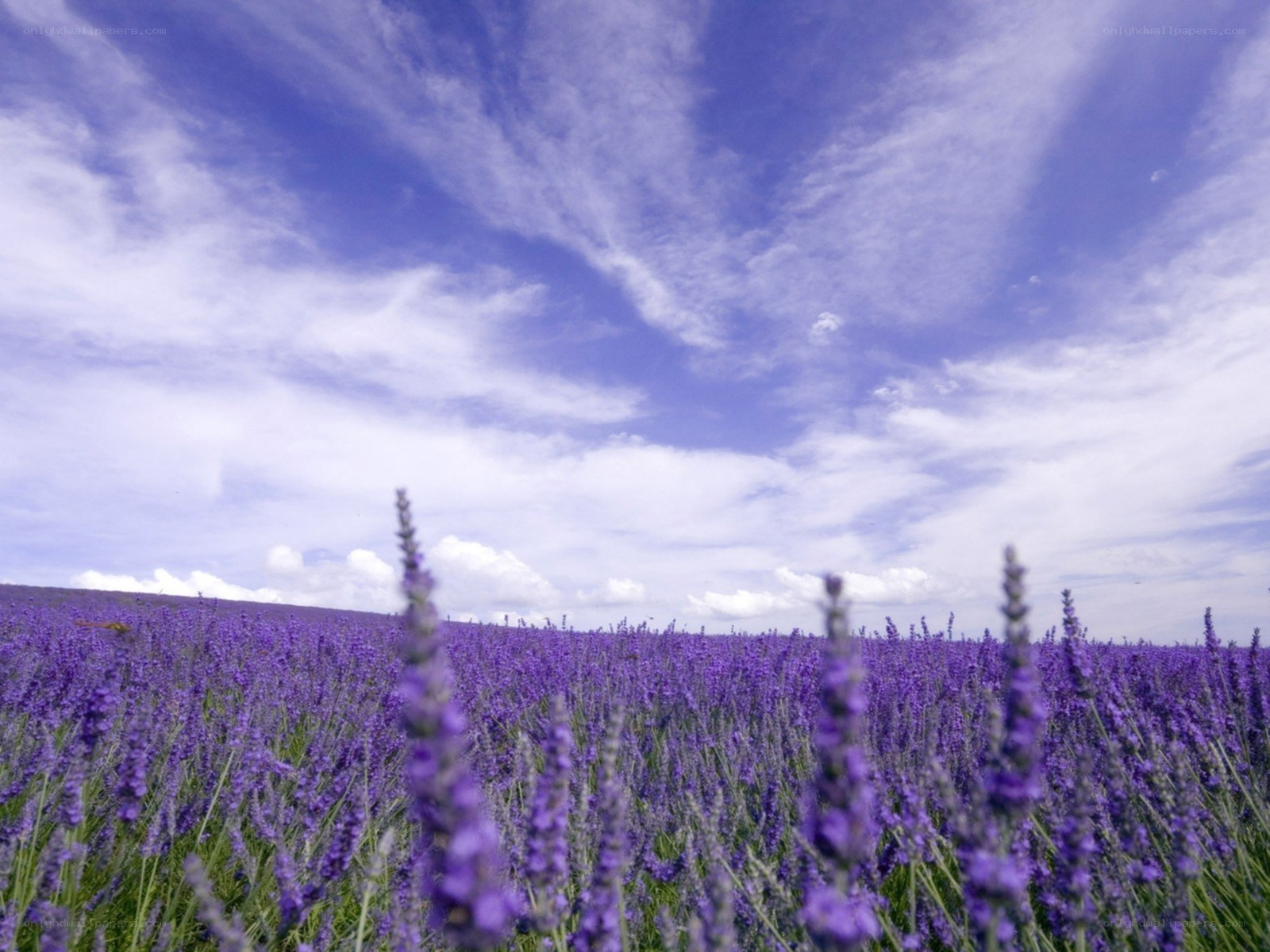 Lavender field under blue sky