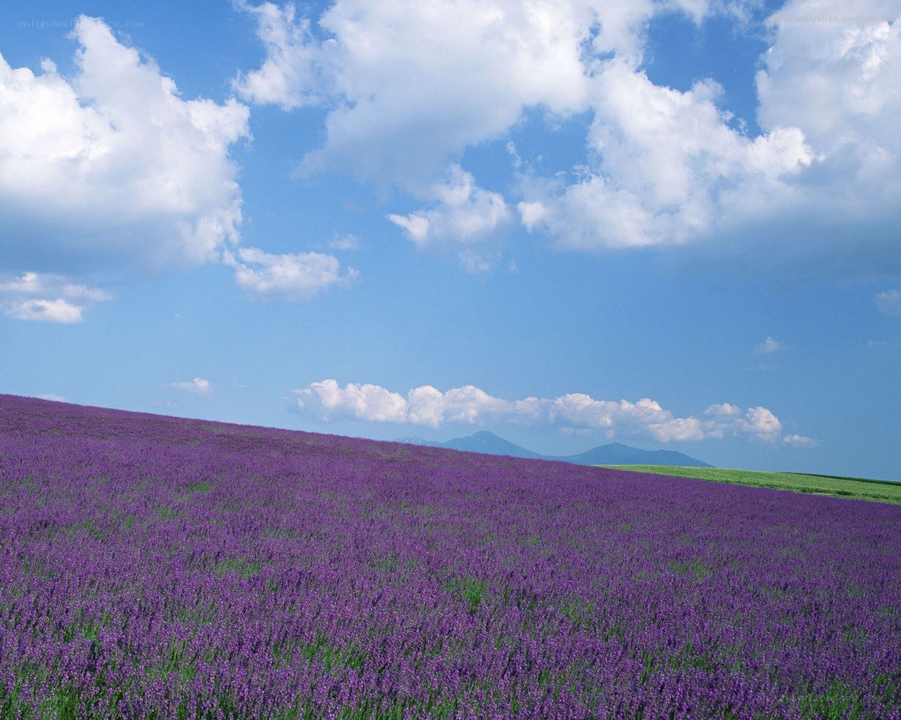 Lavender field under blue sky