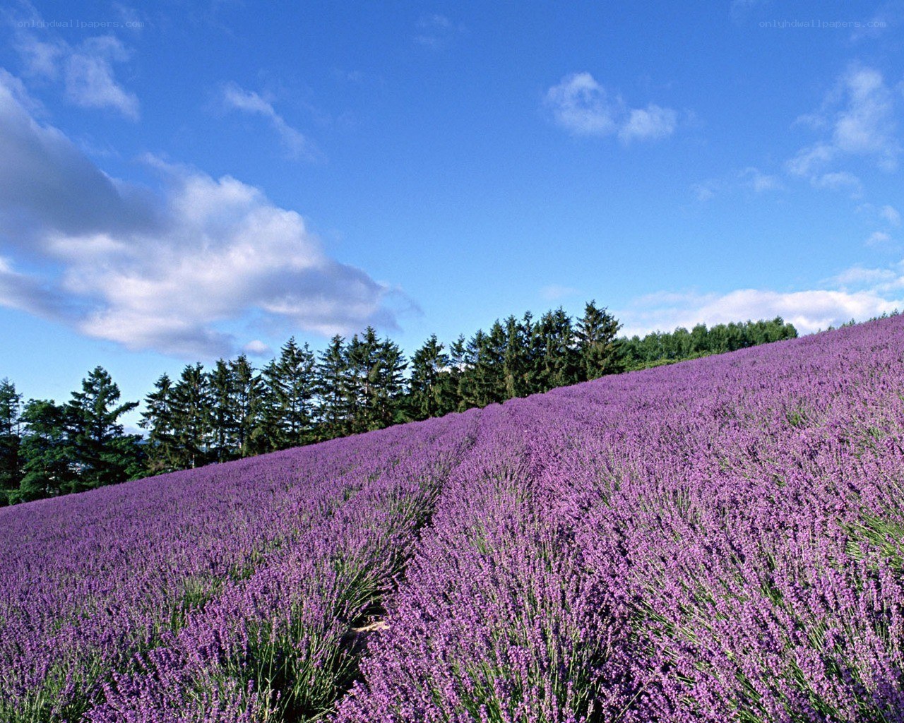 Lavender field under blue sky