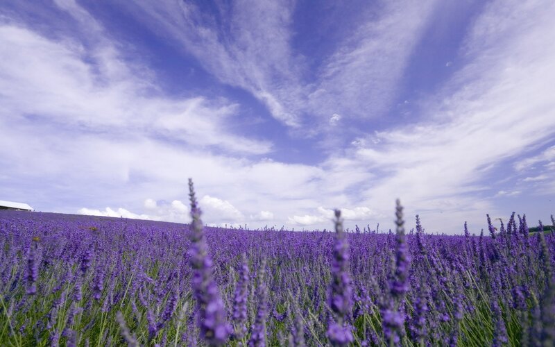 Lavender field under blue sky