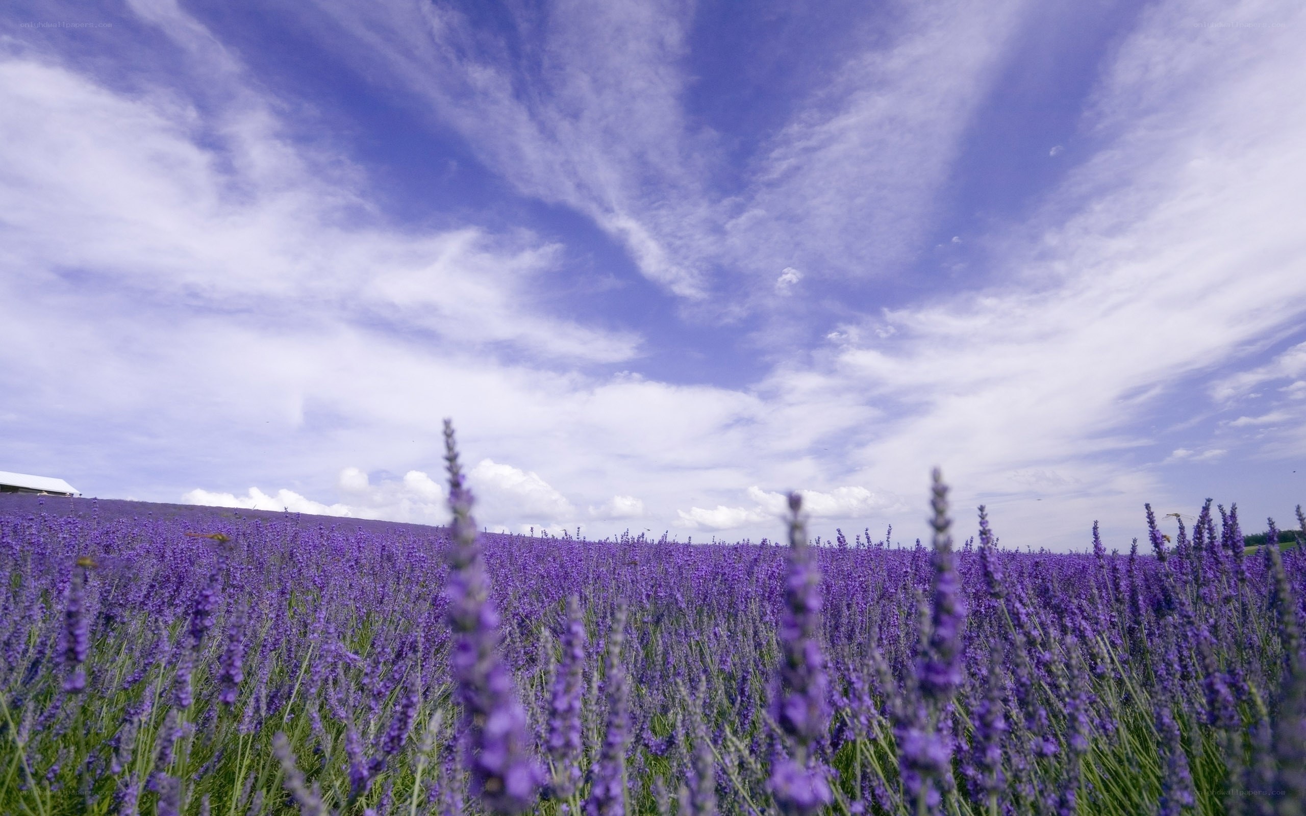 Lavender field under blue sky
