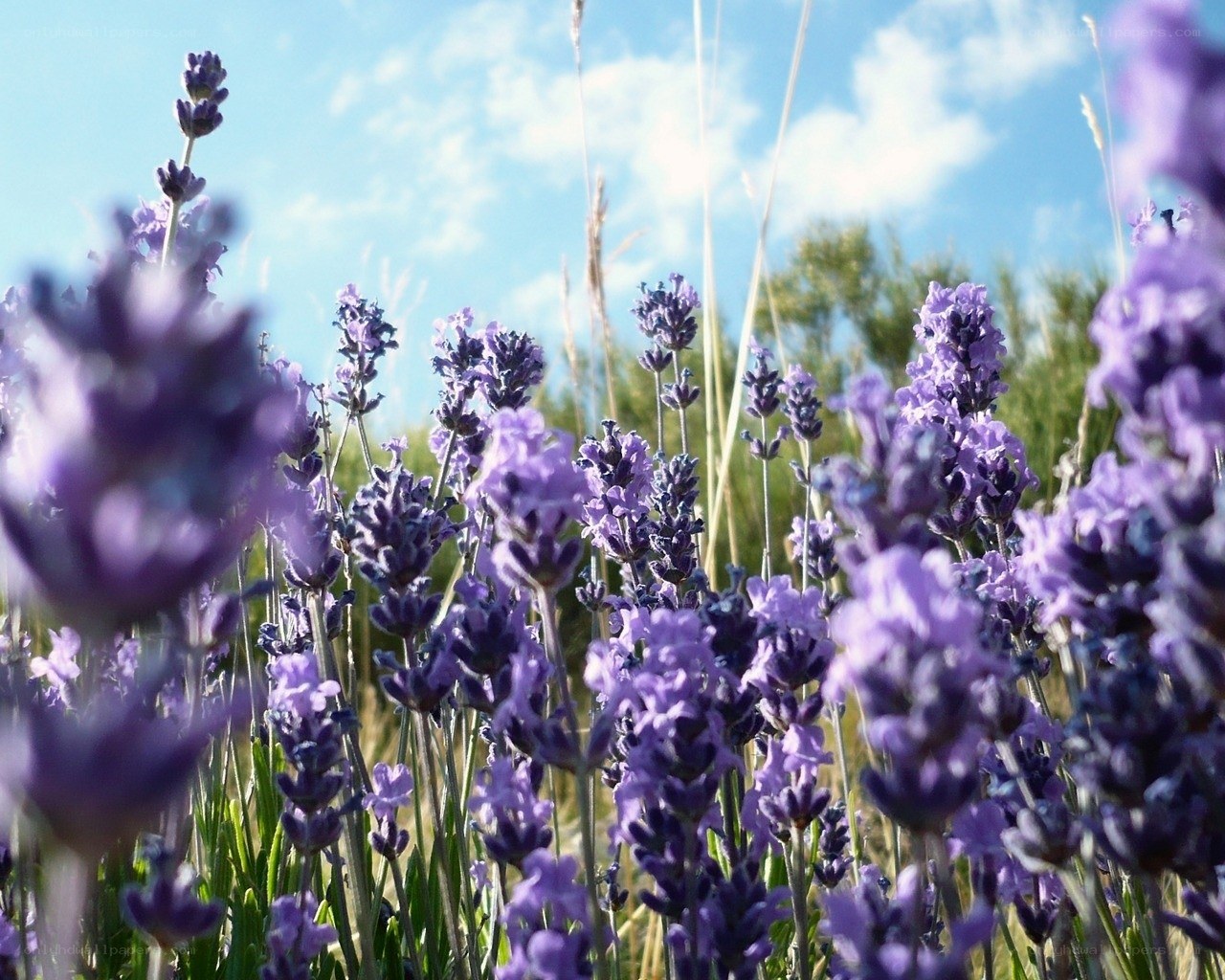 Lavender field under blue sky