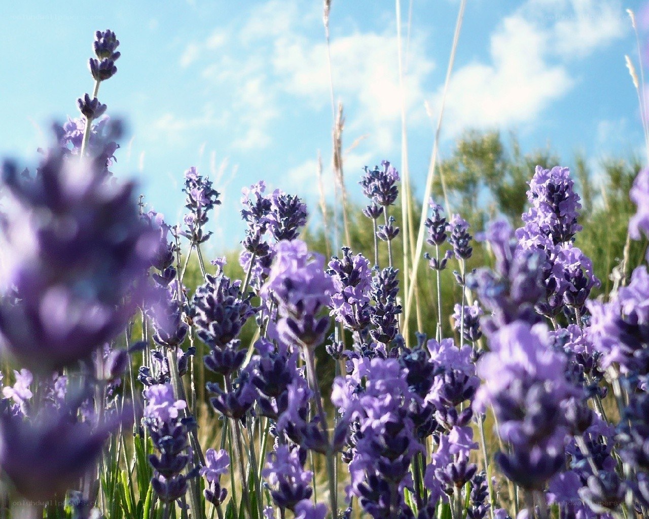 Lavender field under blue sky