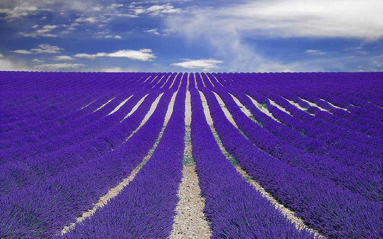 Lavender field under blue sky