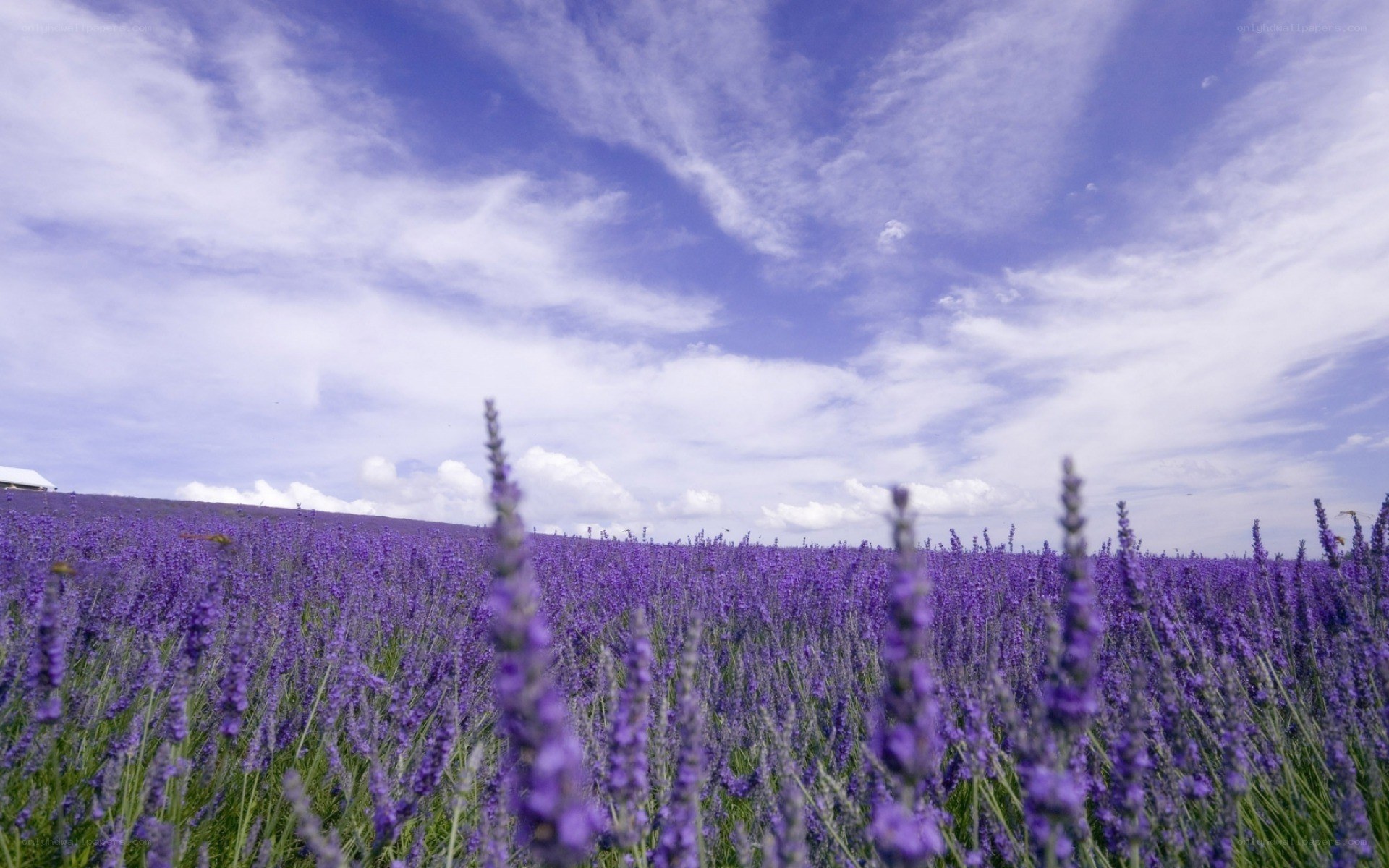 Lavender field under blue sky