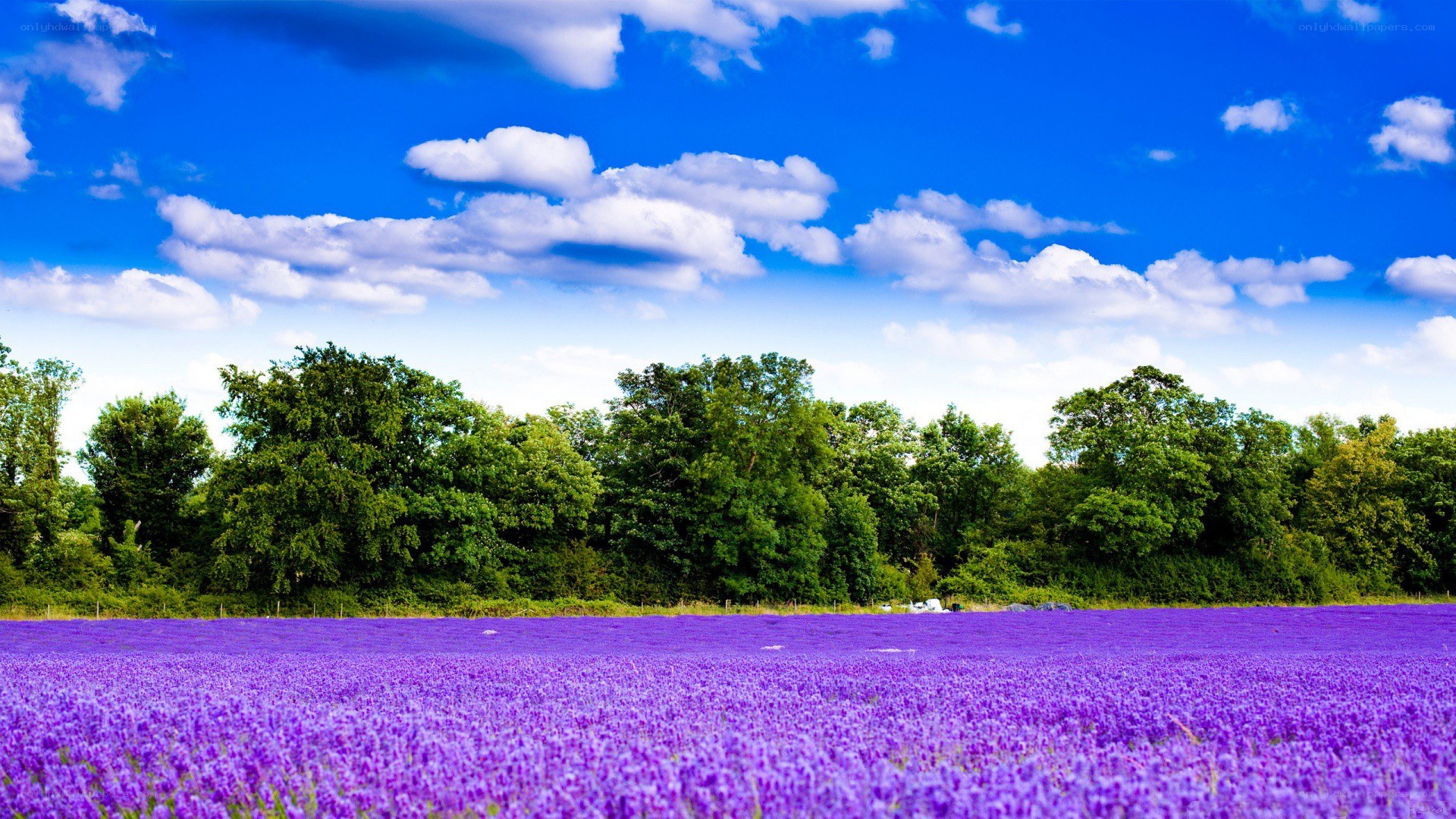 Lavender field under blue sky