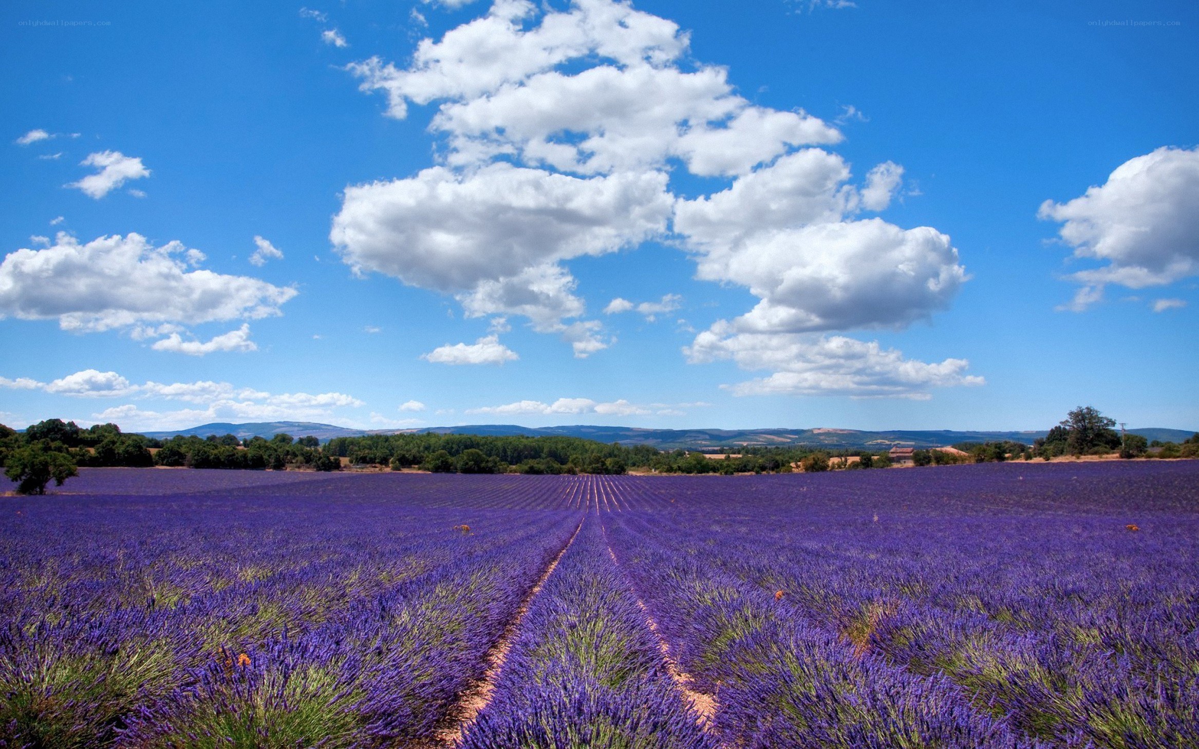 Lavender field under blue sky