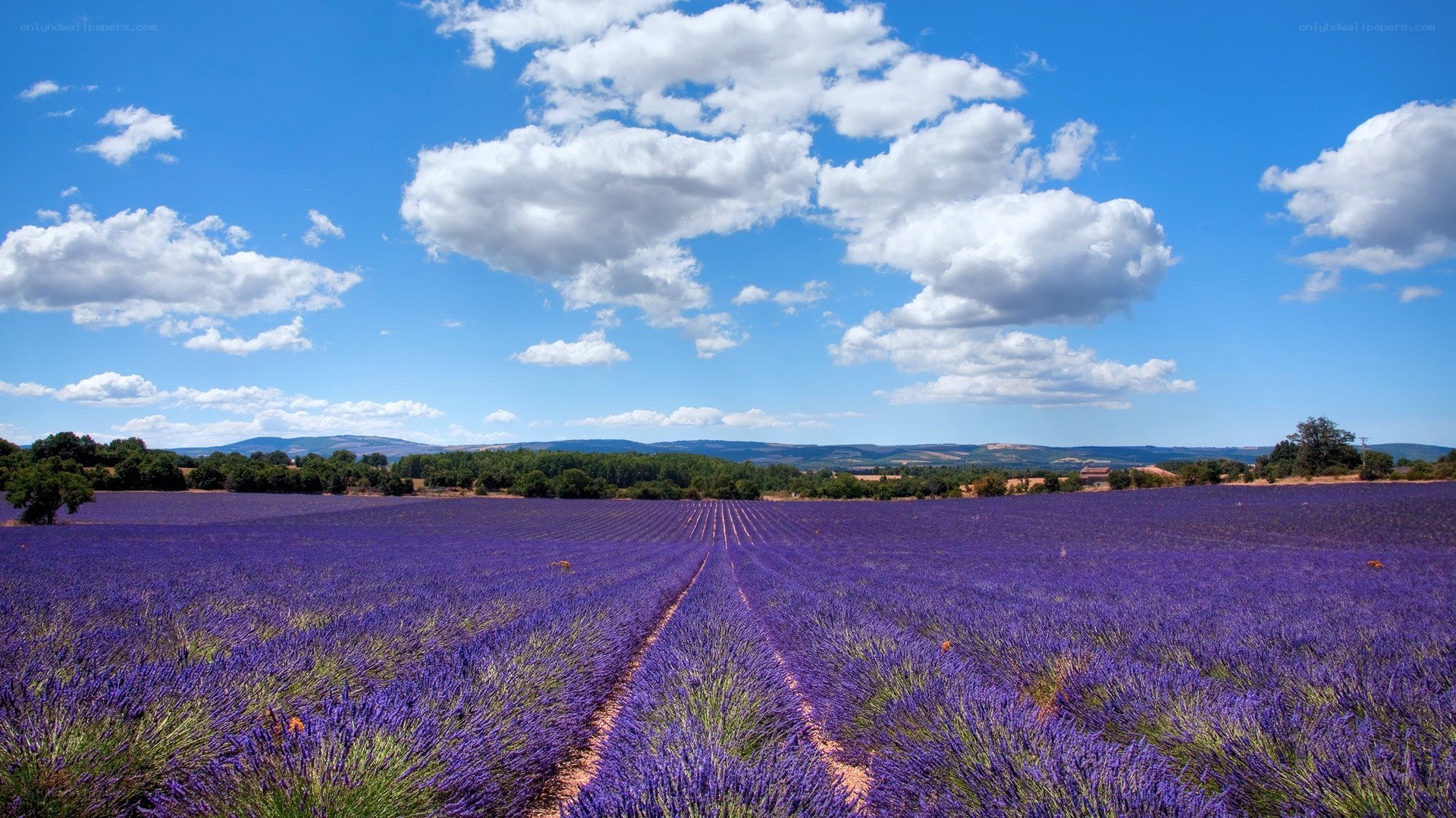 Lavender field under blue sky