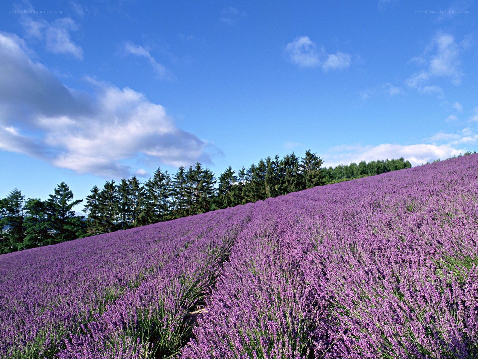 Lavender field under blue sky