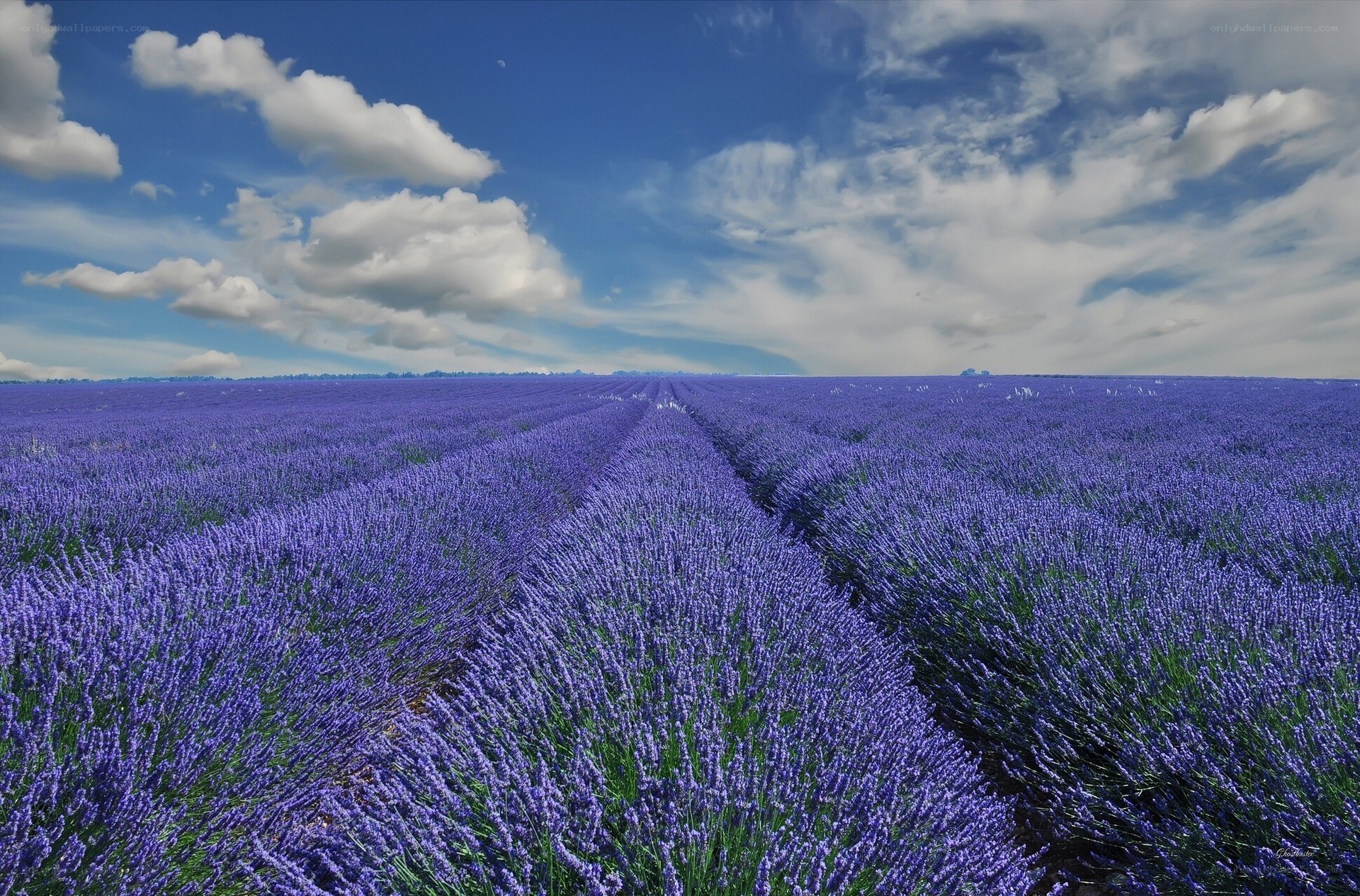 Lavender field under blue sky