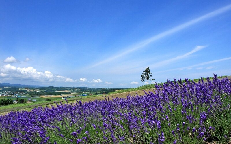 Lavender field under blue sky