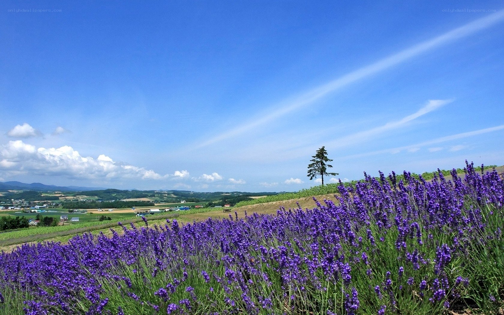 Lavender field under blue sky