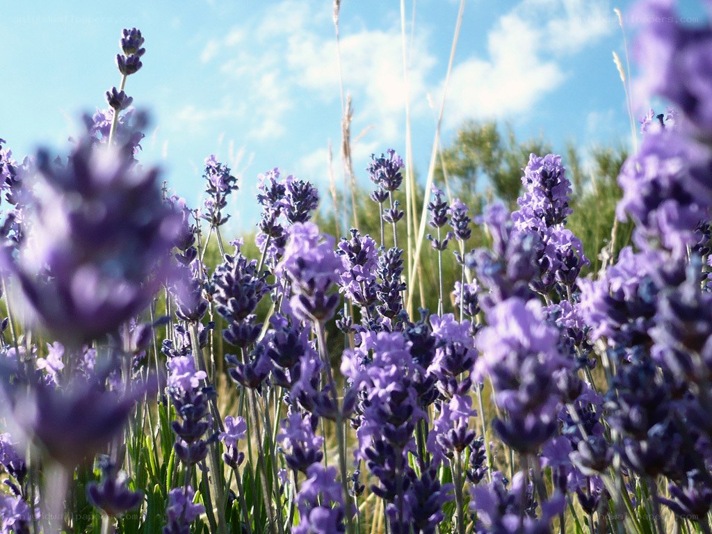 Lavender field under blue sky
