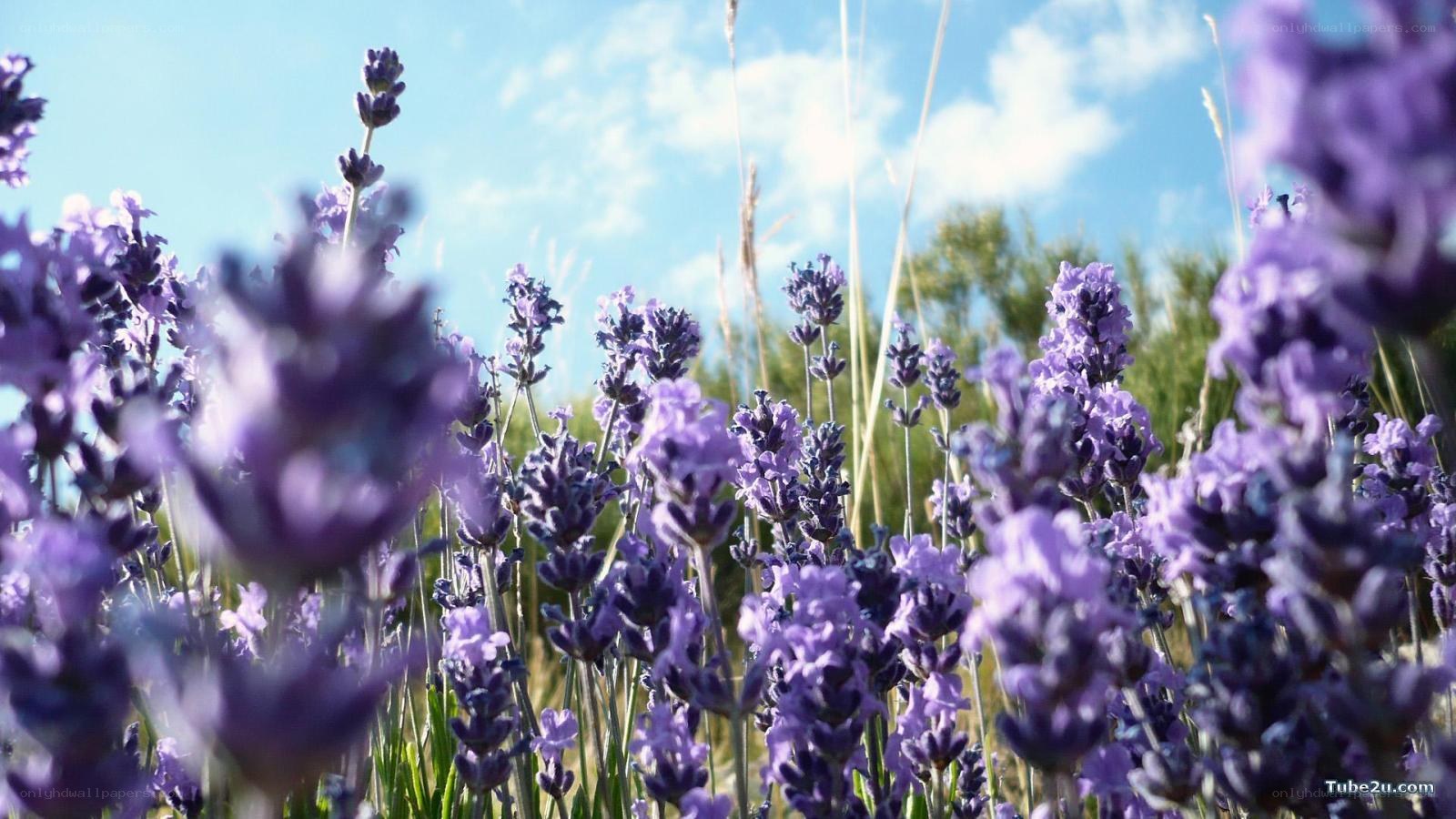 Lavender field under blue sky