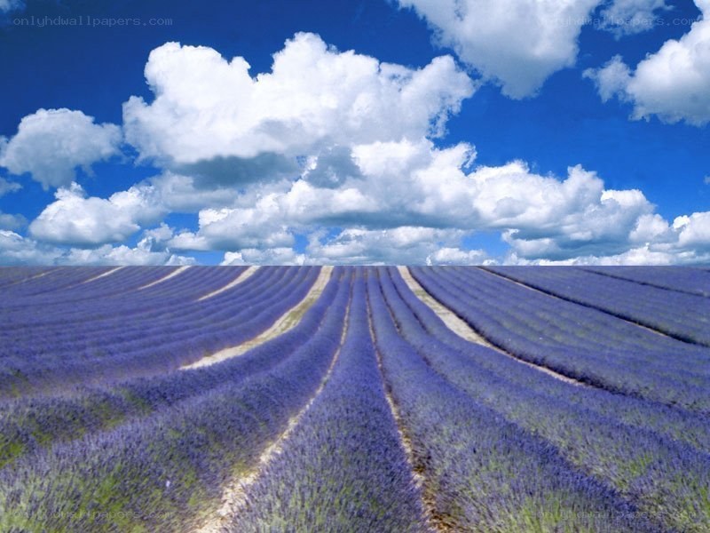 Lavender field under blue sky