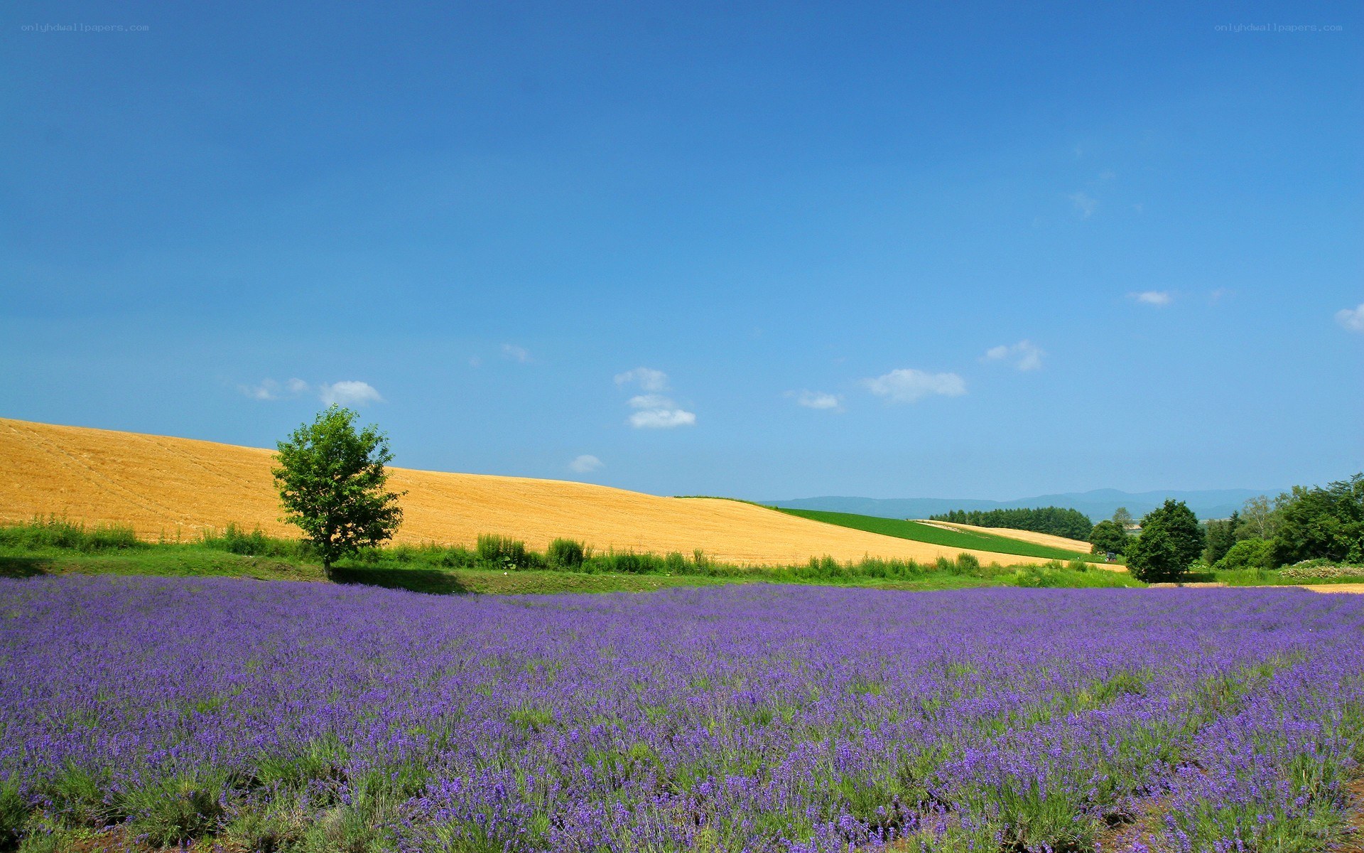 Lavender field under blue sky