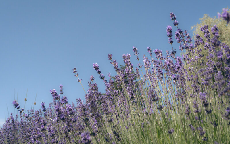 lavender field under blue sky