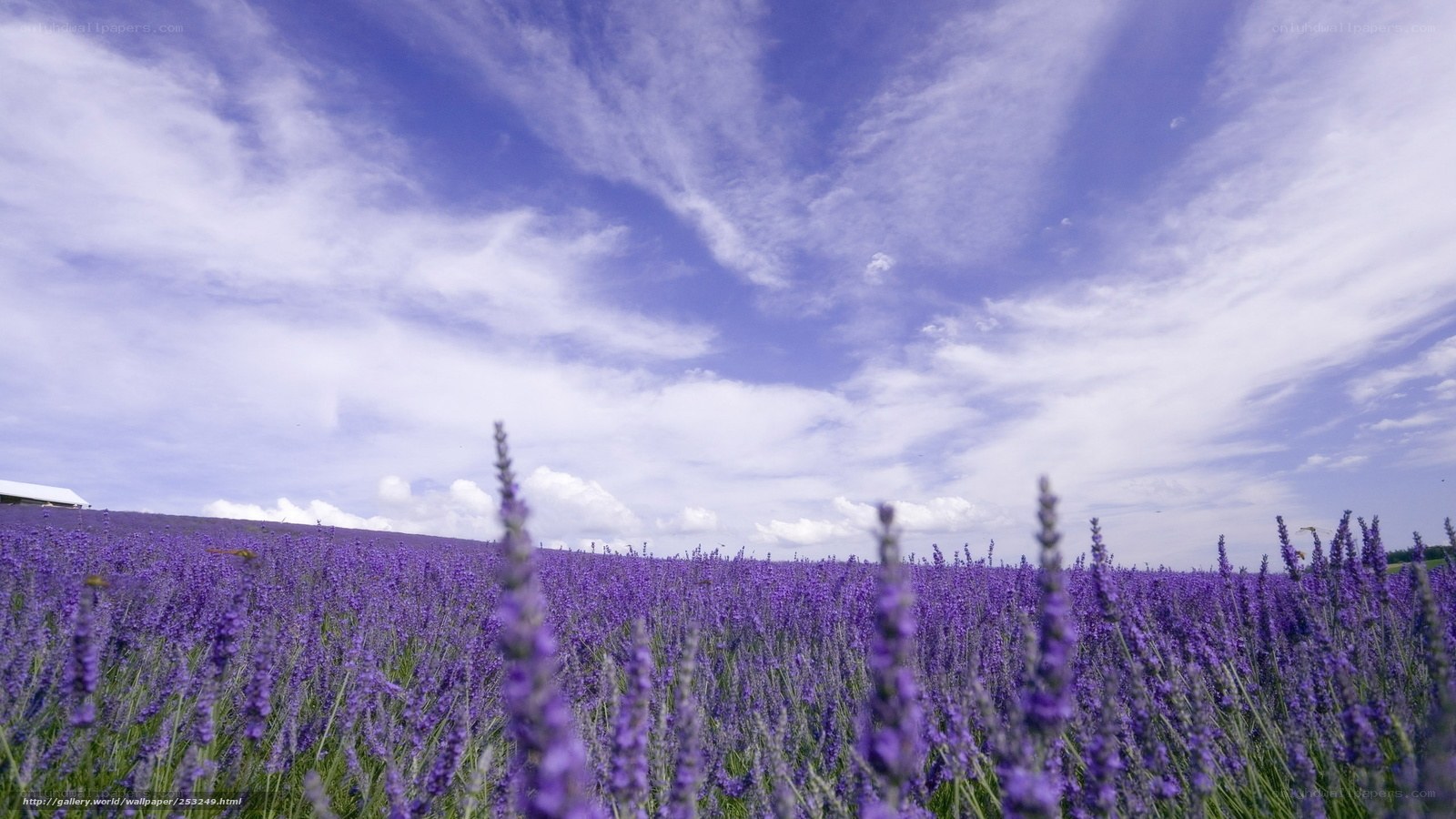 Lavender field under blue sky
